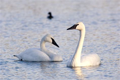 trumpeter swans in arkansas